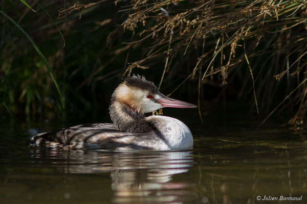 Grèbe huppé — Podiceps cristatus (Linnaeus, 1758), (adulte en plumage nuptial) (parc animalier des Pyrénées, France, le 03/10/2017)