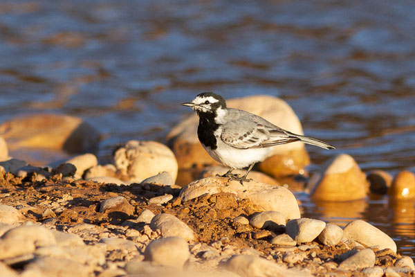 Bergeronnette grise — Motacilla alba Linnaeus, 1758, (Tafedna, (Marrakech-Tensift-Al Haouz), Maroc, le 25/01/2023)