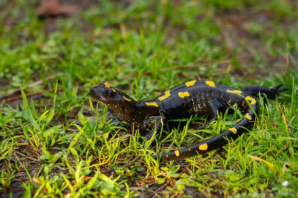 Salamandre nord-africaine — Salamandra algira Bedriaga, 1883