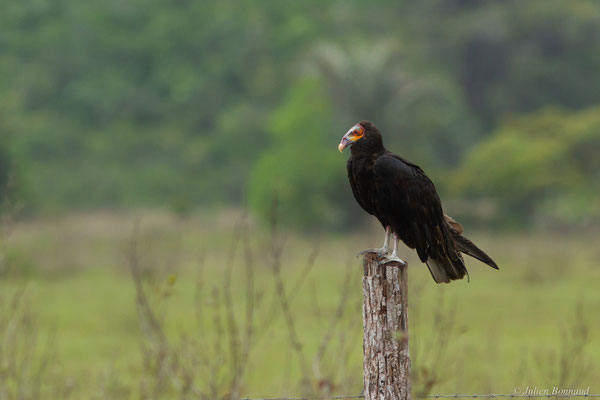 Urubu à tête jaune — Cathartes burrovianus Cassin, 1845, (Guatémala, Guyane, le 10/12/2016)