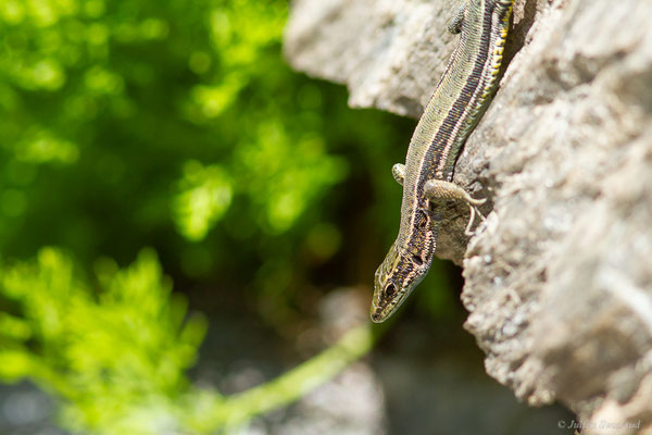 Lézard d'Aurelio — Iberalacerta aurelioi (Arribas, 1994), (Cirque glaciaire de Soulcem, Auzat (09), le 10/07/2023)