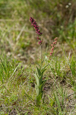 Épipactis rouge sombre — Epipactis atrorubens (Hoffm.) Besser, 1809