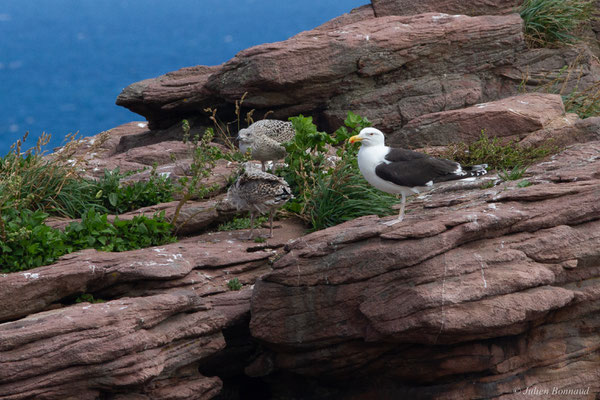 Goéland marin — Larus marinus Linnaeus, 1758, (Cap Fréhel, Plévenon (22), France, le 06/07/2021)