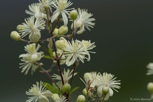 Clématite des haies — Clematis vitalba L., 1753