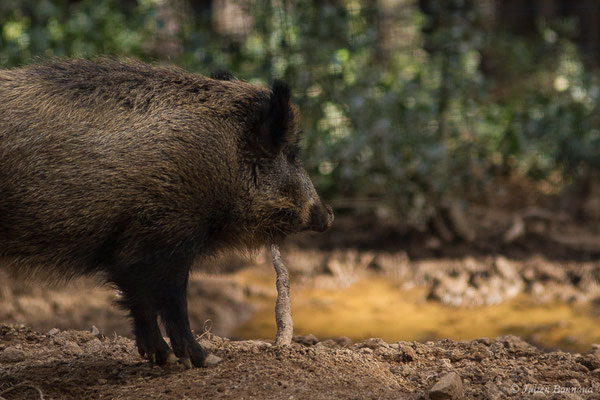 Sanglier — Sus scrofa Linnaeus, 1758, (Parc faunistique Lacuniacha, Huesca, Espagne, le 09/02/2020)