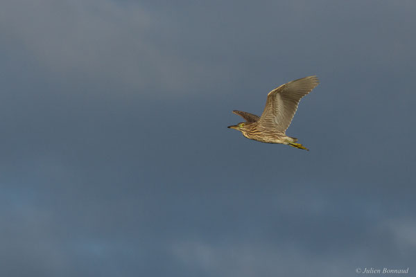 Bihoreau gris — Nycticorax nycticorax (Linnaeus, 1758)