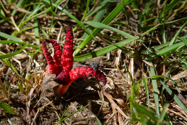 Anthurus d'archer — Clathrus archeri (Berk.) Dring