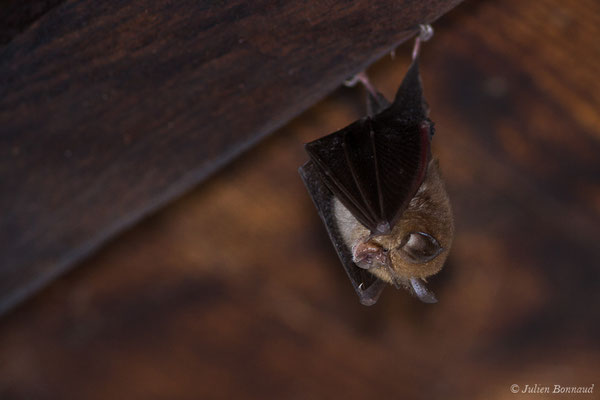 Petit rhinolophe — Rhinolophus hipposideros (Borkhausen, 1797)