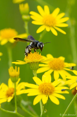 Andrena agilissima (Scopoli, 1770), (réservoir de La Barne, Jû-Belloc (32), France, le 29/05/2018)