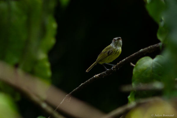 Todirostre tacheté — Todirostrum maculatum (Desmarest, 1806)