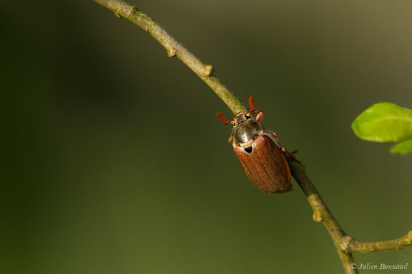 hanneton commun (Melontha melolontha) (Ger (64), France, le 18/04/2018)