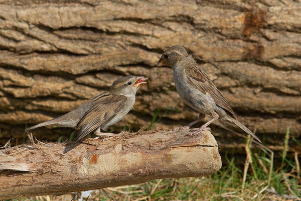 Moineau domestique — Passer domesticus (Linnaeus, 1758)