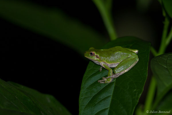 Rainette sarde — Hyla sarda (Betta, 1857)