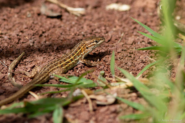 Psammodrome d'Edwards — Psammodromus edwarsianus (An. Dugès, 1829), (Lac du Salagou, Clermont-l'Hérault (34), France, le 02/05/2025)