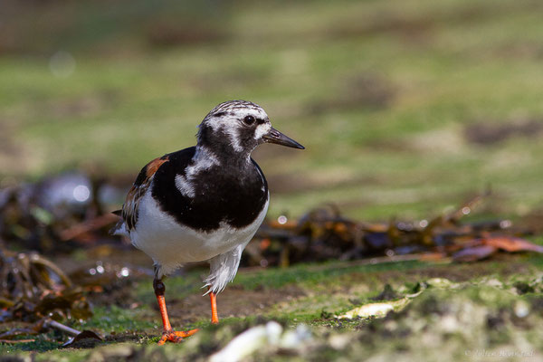 Tournepierre à collier — Arenaria interpres (Linnaeus, 1758), (Anglet (64), France, le 10/08/2024)