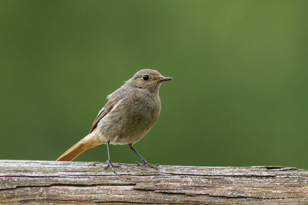 Rougequeue noir — Phoenicurus ochruros (Gmelin, SG, 1774), (Agos-Vidalos (65), France, le 25/05/2018)