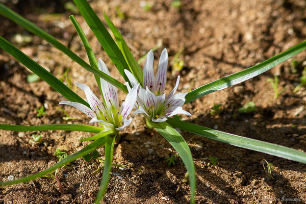  Androcymbium d'Europe — Androcymbium europaeum (Hoyo A. & Pedrola-Monfort, 2010)