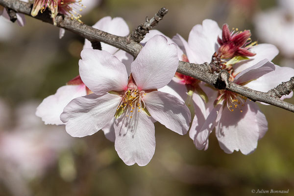 Amandier — Prunus dulcis (Mill.) D.A.Webb, 1967, (Saragosse (Aragon), Espagne, le 07/02/2022)