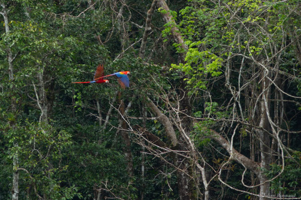 Ara rouge — Ara macao (Linnaeus, 1758), (Concession « Dorlin », Maripassoula, Guyane, le 24/05/2017)