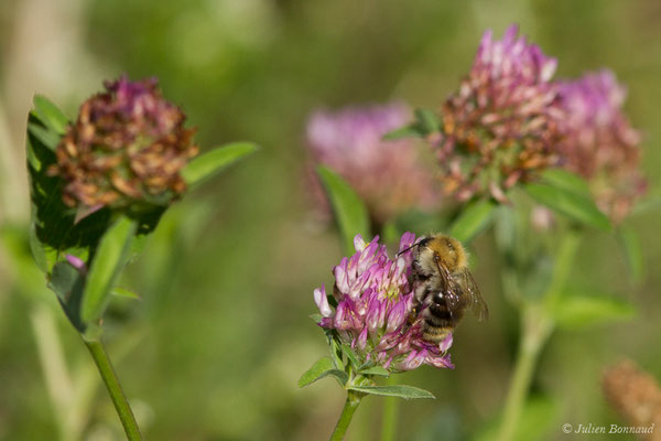 Bourdon des champs — Bombus pascuorum (Scopoli, 1763), (Périgueux (24), France, le 06/08/2018)