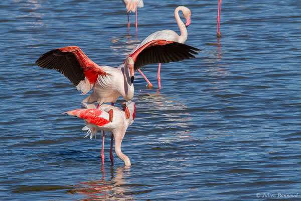 Flamant rose – Phoenicopterus roseus Pallas, 1811, (Parc ornithologique de Pont de Gau (13), France, le 20/02/2020)