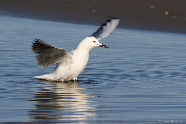 Goéland railleur — Chroicocephalus genei (Breme, 1839), (Parc Naturel du Delta de l'Ebre (Catalogne), Espagne, le 06/02/2022)