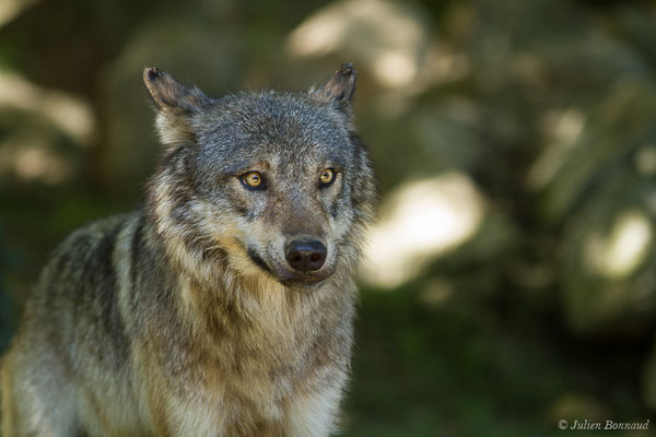 Loup gris — Canis lupus Linnaeus, 1758, (Parc animalier des Pyrénées, Argelès-Gazost (65), France, le 19/07/2020)