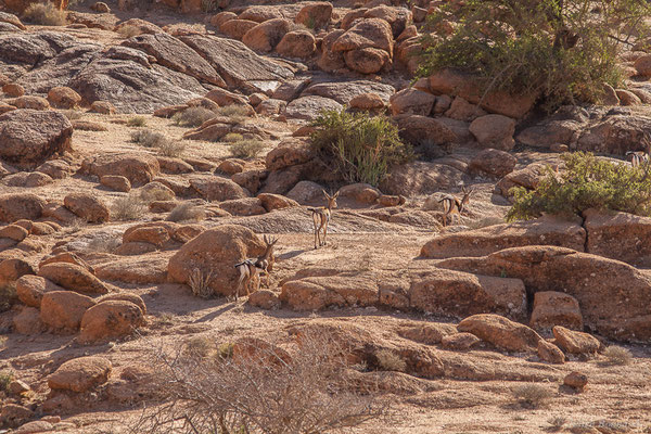 Gazelle de Cuvier — Gazella cuvieri (Ogilby, 1841), (Tafraoute, (Souss-Massa), Maroc, le 04/02/2023)