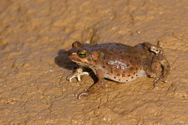 Crapaud vert marocain — Barbarophryne brongersmai (Hoogmoed, 1972)