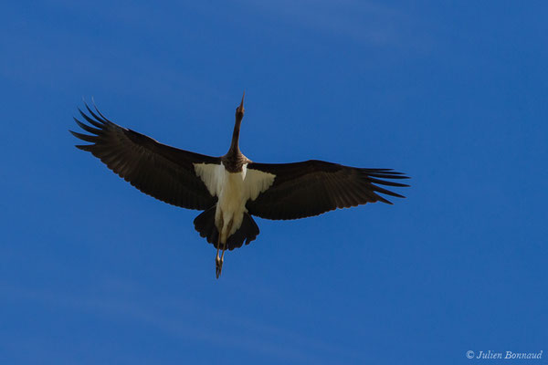 Cigogne noire — Ciconia nigra (Linnaeus, 1758), (Tudela (Navare), Esapgne, le 30/09/2021)