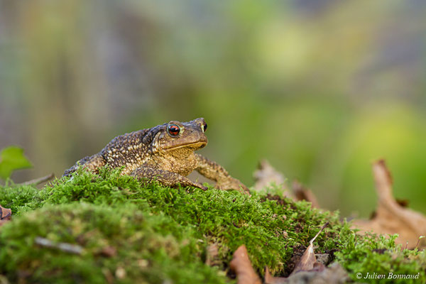 Crapaud épineux — Bufo spinosus (Daudin, 1803), (Pontivy (56), France, le 23/11/2017)
