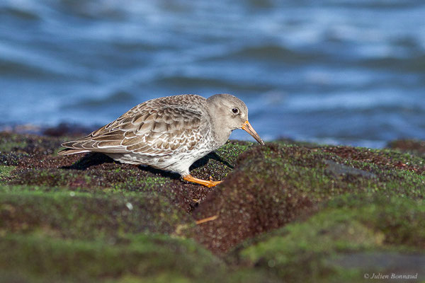 Bécasseau violet — Calidris maritima (Brünnich, 1764), (Tarnos (64), France, le 12/11/2022)