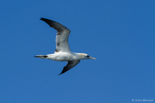 Fou de Bassan – Morus bassanus (Linnaeus, 1758), (Saint-Jean-de-Luz (64), France, le 20/04/2019)
