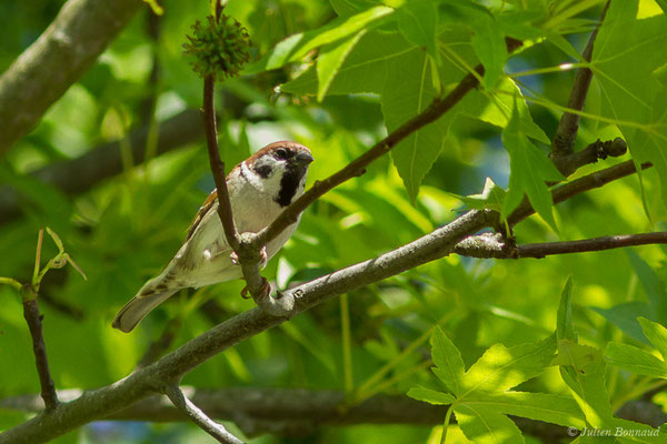 Moineau friquet — Passer montanus (Linnaeus, 1758), (mâle adulte) (Guiche (64), France, le 19/05/2020)