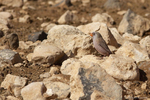 Roselin githagine — Bucanetes githagineus (Lichtenstein, 1823), (Tindaya, Fuerteventura, (Iles Canaries, Espagne), le 13/02/2022)