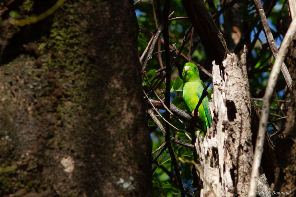Toui été — Forpus passerinus (Linnaeus, 1758), (Salines, Rémire-Montjoly, Guyane, le 15/01/2017) 