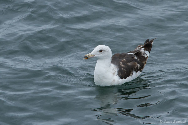 Goéland brun — Larus fuscus Linnaeus, 1758, (Baie de Quiberon, Locmariaquer (56), France, le 09/07/2021) 
