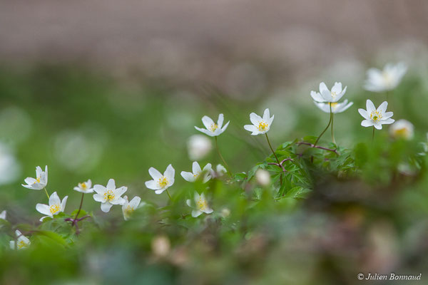 Anémone des bois — Anemone nemorosa L., 1753