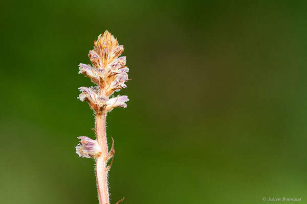 Orobanche à petites fleurs — Orobanche minor Sm., 1797, (Saint-Médard-D'Eyrans (33), France, le 24/05/2022)