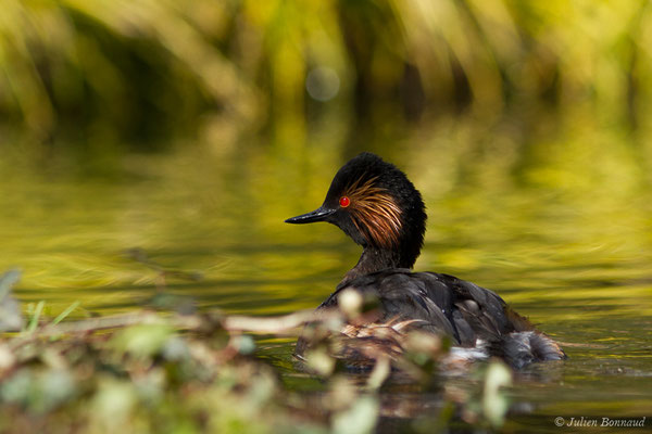 Grèbe à cou noir — Podiceps nigricollis Brehm, CL, 1831, (adulte en plumage nuptial) (parc animalier des Pyrénées, France, le 01/04/2018)