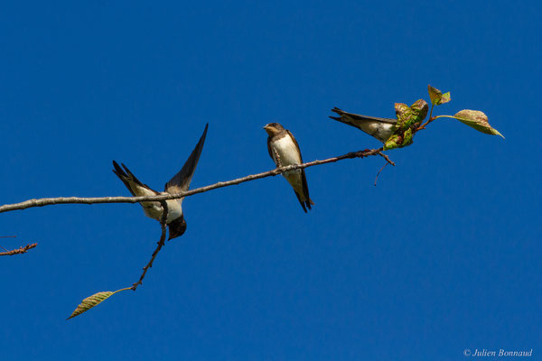 Hirondelle rustique — Hirundo rustica Linnaeus, 1758