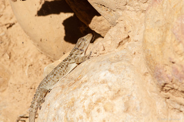 Tarente de Maurétanie — Tarentola mauritanica (Linnaeus, 1758), (Essaouira (Marrakech-Safi), Maroc, le 24/01/2023)