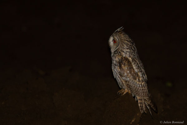 Hibou moyen-duc — Asio otus (Linnaeus, 1758)