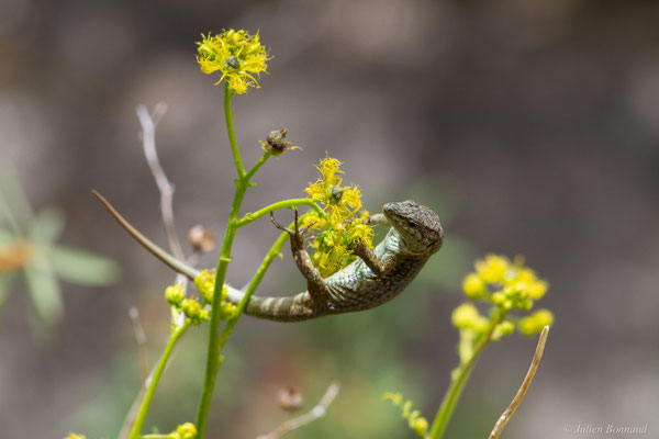 Lézard des Baléares — Podarcis lilfordi (Günther, 1874)