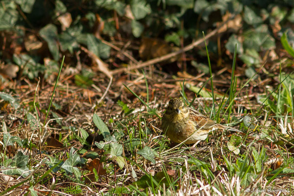 Bruant zizi — Emberiza cirlus Linnaeus, 1766, (femelle en pluamge nuptial) (Baie de Saint-Brieuc, Hillion (22), France, le 22/02/2018)