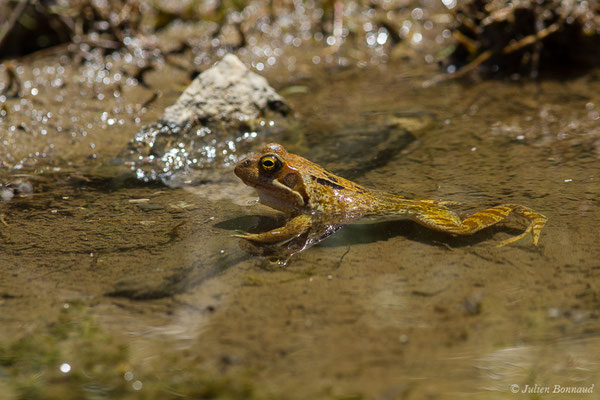 Grenouille rousse — Rana temporaria Linnaeus, 1758