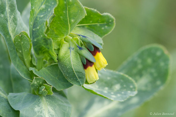 Grand Mélinet — Cerinthe major L., 1753, (Parc nature du Plan, La Garde (83), France, le 01/02/2021)