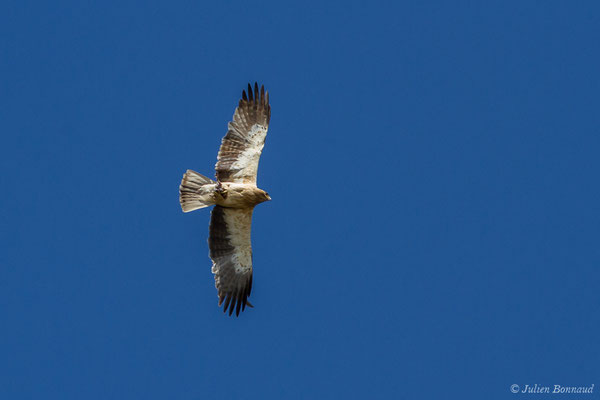 Aigle botté — Hieraaetus pennatus (Gmelin, JF, 1788), (adulte avec une proie) (Parc Naturel de la Sierra de Andújar (Andalousie), Espagne, le 13/08/2020)