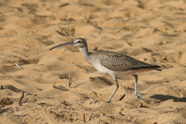Courlis corlieu — Numenius phaeopus (Linnaeus, 1758), (Plage des Salines, Remire-Montjoly, Guyane, le 25/10/2014)