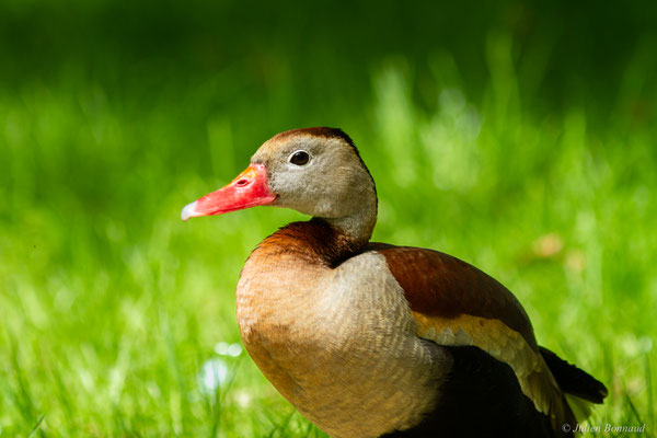 Dendrocygne à ventre noir — Dendrocygna autumnalis (Linnaeus, 1758), (mâle), (Parc animalier de Nahuques, Mont-de-Marsan (40), France, le 10/05/2023)